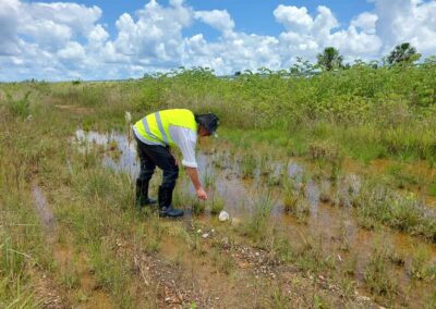 coleta de formas imaturas em criadouros temporários